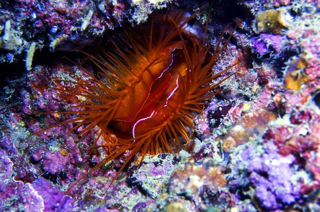 Marco Vincent Dive Resort Пуэрто-Галера Экстерьер фото