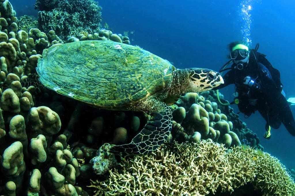 Marco Vincent Dive Resort Пуэрто-Галера Экстерьер фото